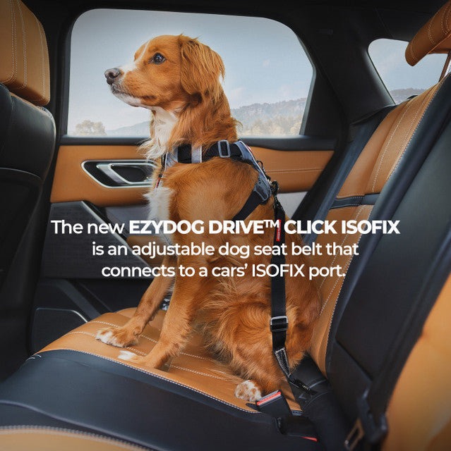 EzyDog Isofix Cargo Click Seat Belt for Dogs