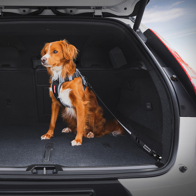 EzyDog Isofix Cargo Click Seat Belt for Dogs