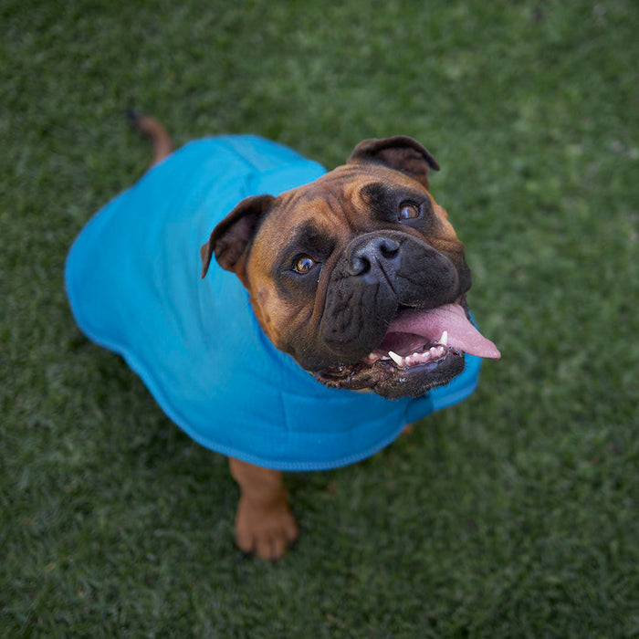 Kazoo Apparel Adventure Coat with Harness Hatch Blue Extra Small 33.5cm