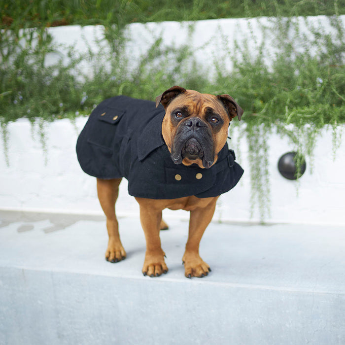 Kazoo Apparel Oilskin Dog Coat Black Large 59.5cm