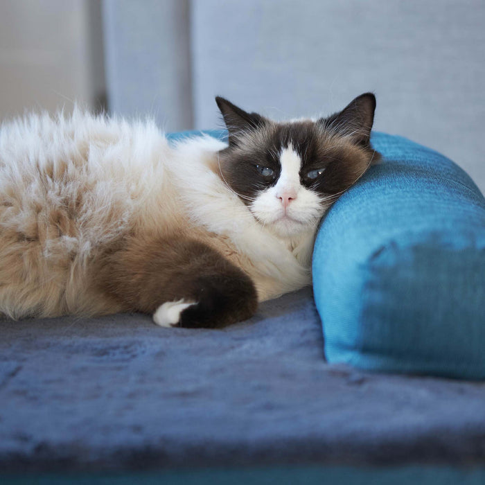 Kazoo Boudoir Large Teal Dog Bed