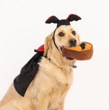 Zippy Paws Dracula Halloween Costume Kit for Dogs 3 Pieces ***